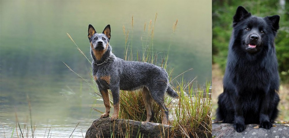 Swedish Lapphund vs Blue Healer - Breed Comparison