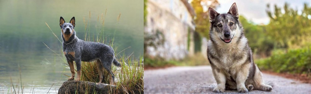 Swedish Vallhund vs Blue Healer - Breed Comparison
