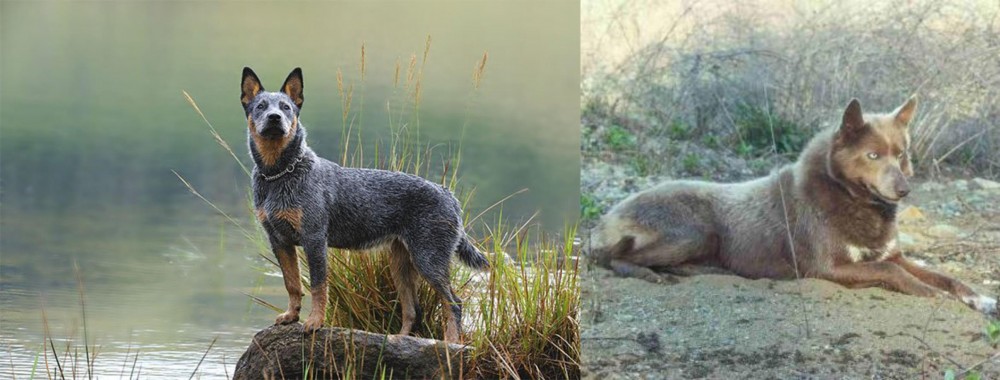 Tahltan Bear Dog vs Blue Healer - Breed Comparison