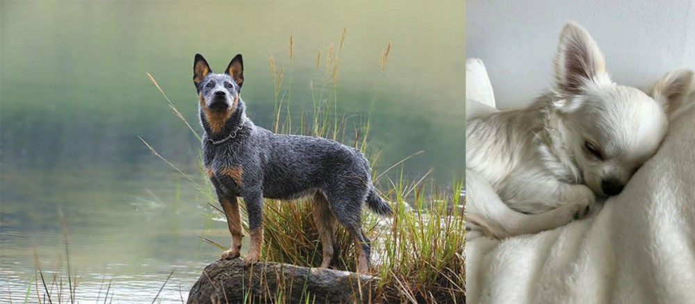 Tea Cup Chihuahua vs Blue Healer - Breed Comparison