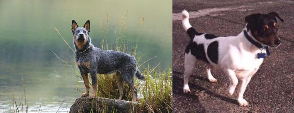 Teddy Roosevelt Terrier vs Blue Healer - Breed Comparison