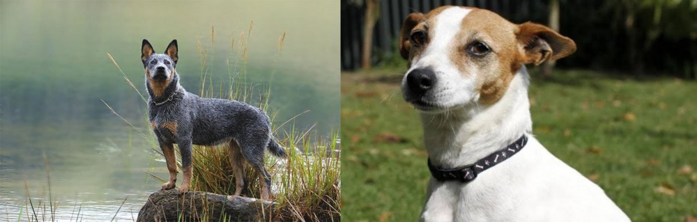 Tenterfield Terrier vs Blue Healer - Breed Comparison