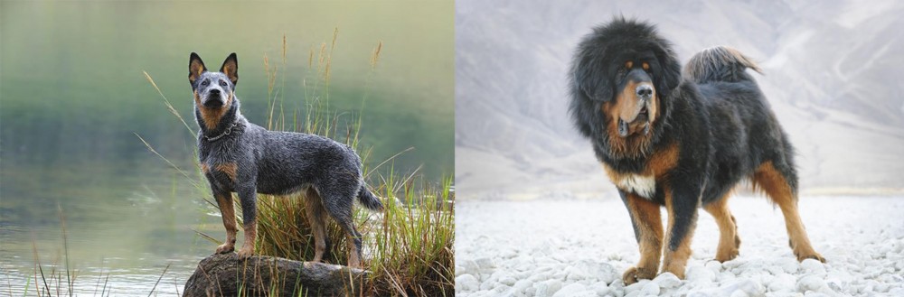 Tibetan Mastiff vs Blue Healer - Breed Comparison