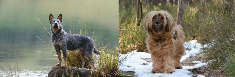 Tibetan Terrier vs Blue Healer - Breed Comparison