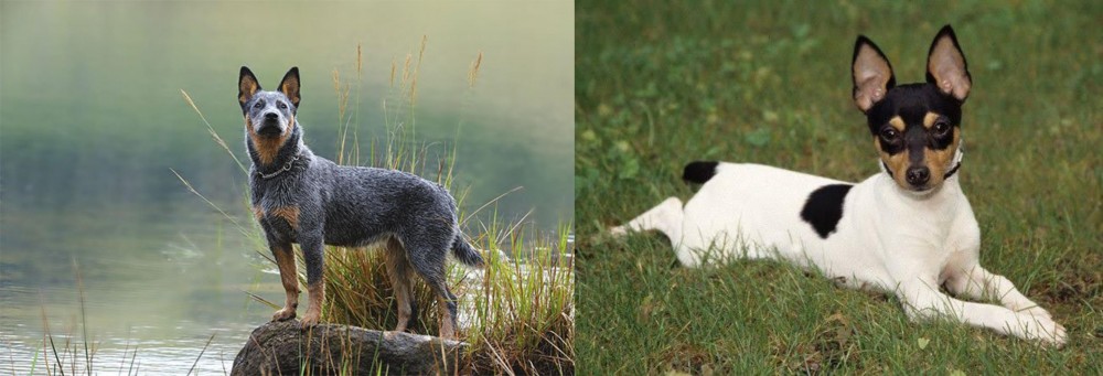 Toy Fox Terrier vs Blue Healer - Breed Comparison