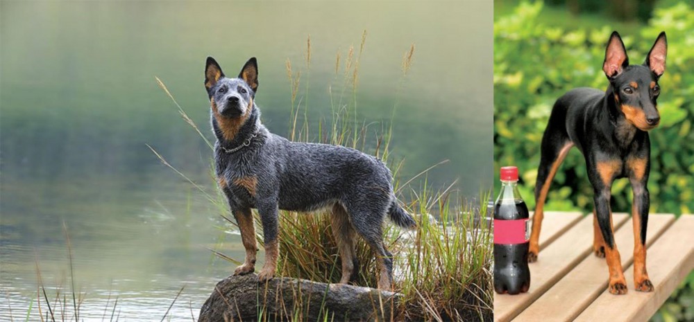 Toy Manchester Terrier vs Blue Healer - Breed Comparison