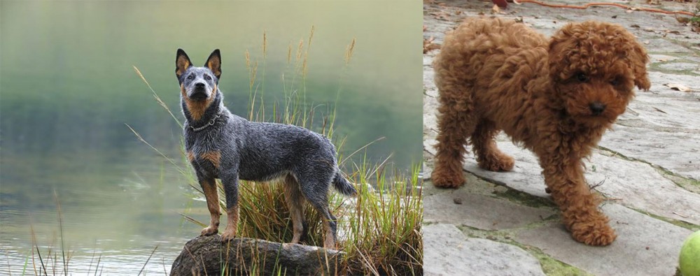Toy Poodle vs Blue Healer - Breed Comparison