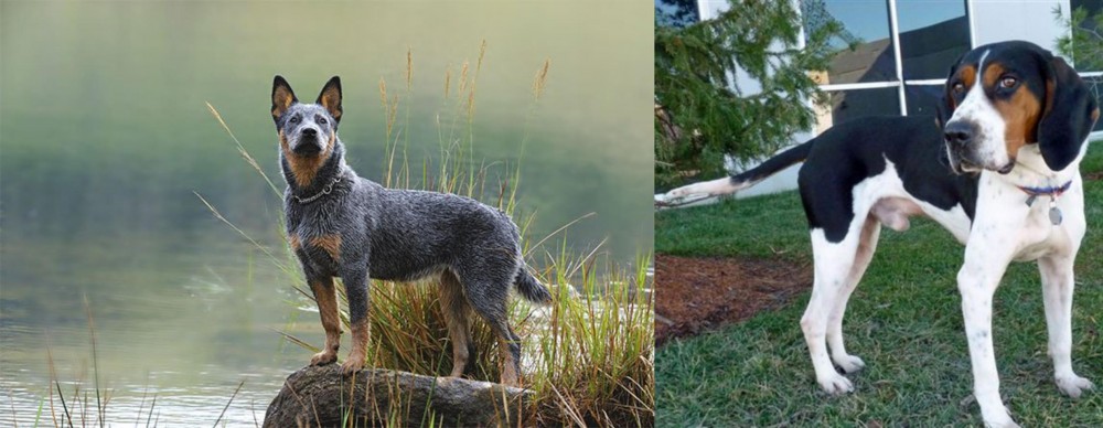 Treeing Walker Coonhound vs Blue Healer - Breed Comparison