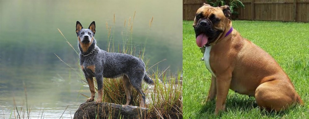 Valley Bulldog vs Blue Healer - Breed Comparison