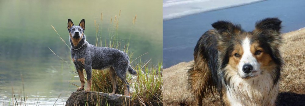 Welsh Sheepdog vs Blue Healer - Breed Comparison