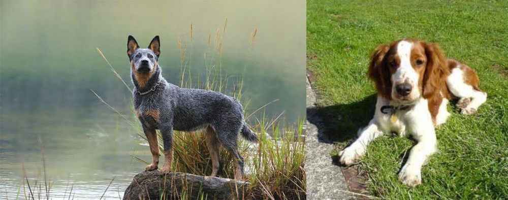Welsh Springer Spaniel vs Blue Healer - Breed Comparison