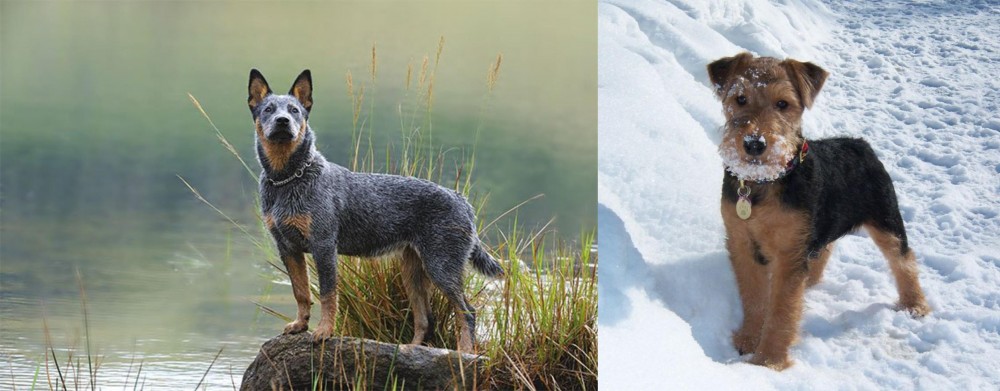 Welsh Terrier vs Blue Healer - Breed Comparison