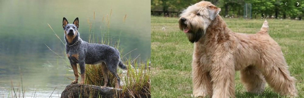 Wheaten Terrier vs Blue Healer - Breed Comparison