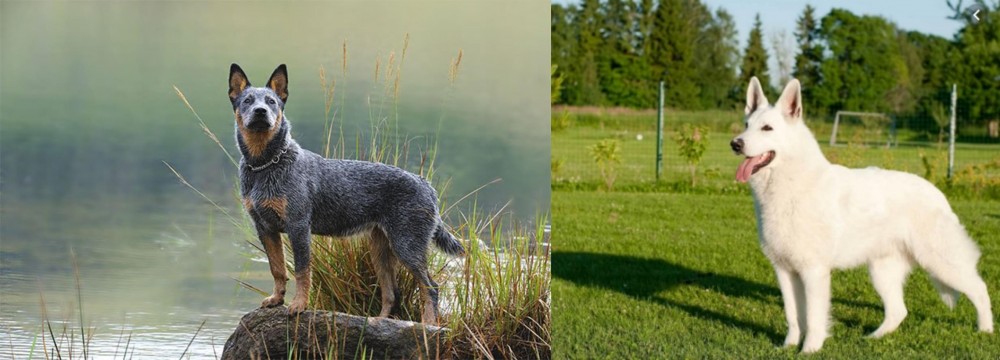 White Shepherd vs Blue Healer - Breed Comparison