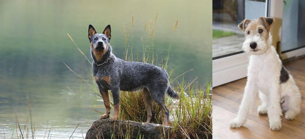 Wire Fox Terrier vs Blue Healer - Breed Comparison