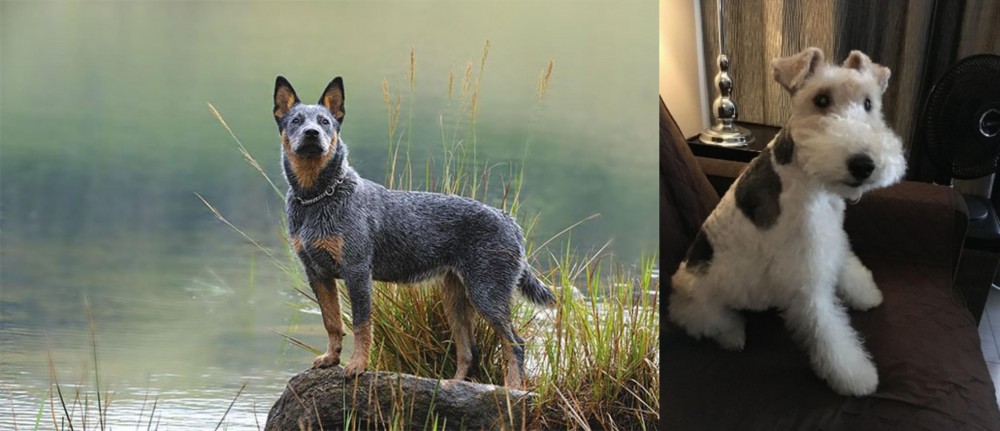 Wire Haired Fox Terrier vs Blue Healer - Breed Comparison