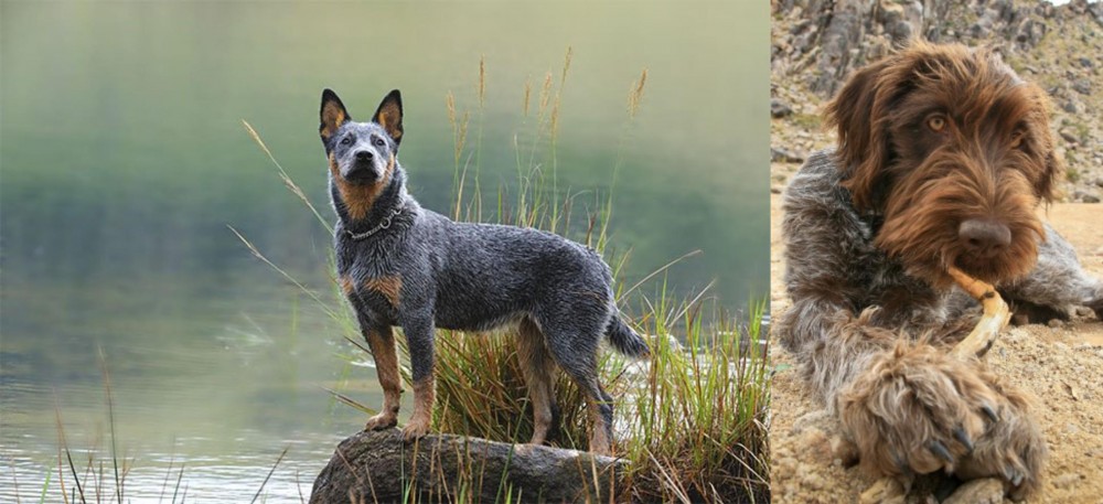 Wirehaired Pointing Griffon vs Blue Healer - Breed Comparison