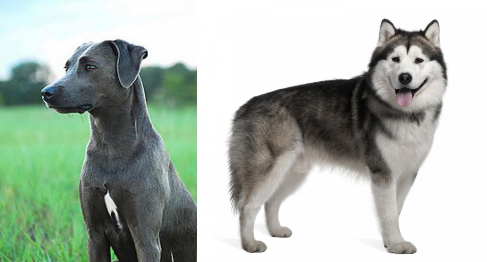 Alaskan Malamute vs Blue Lacy - Breed Comparison