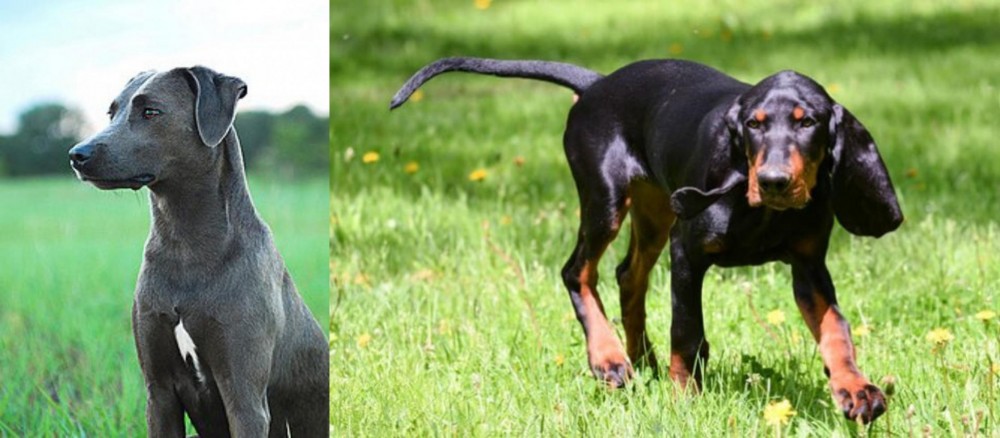 Black and Tan Coonhound vs Blue Lacy - Breed Comparison