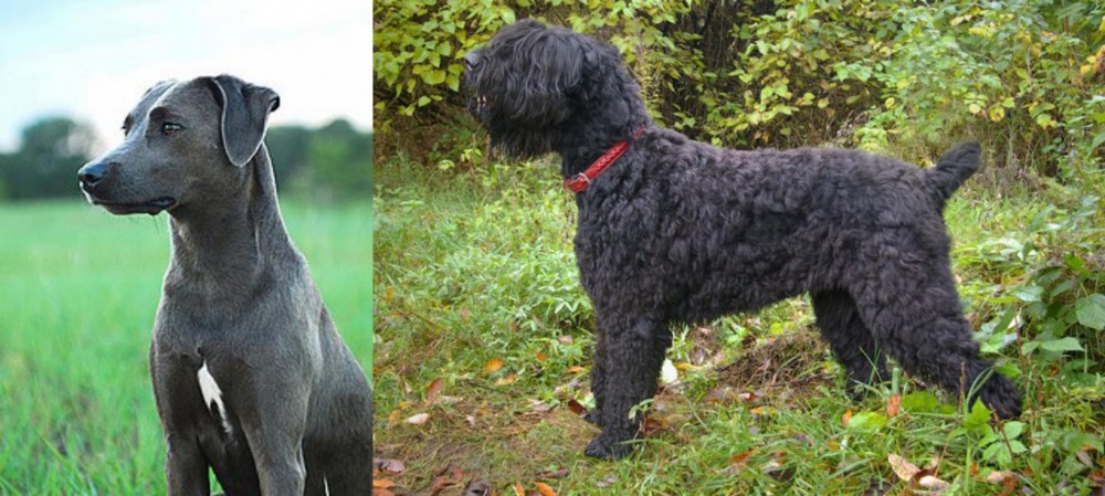 Black Russian Terrier vs Blue Lacy - Breed Comparison