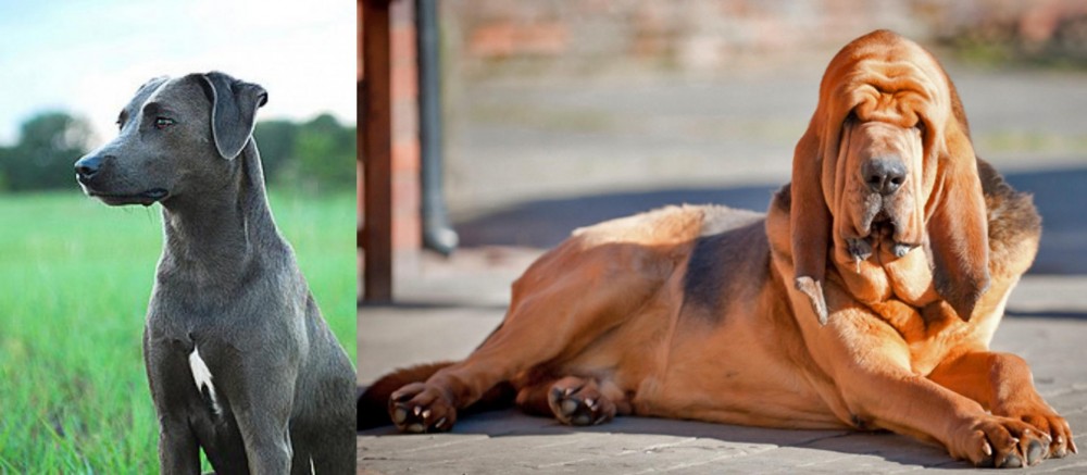 Bloodhound vs Blue Lacy - Breed Comparison