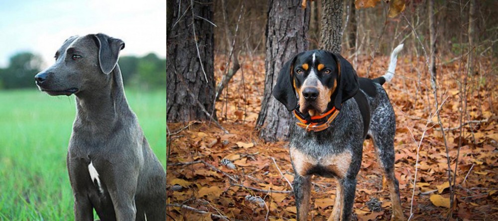 Bluetick Coonhound vs Blue Lacy - Breed Comparison