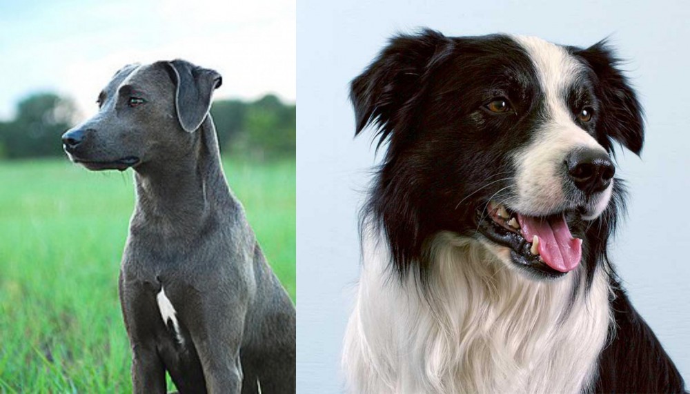 Border Collie vs Blue Lacy - Breed Comparison