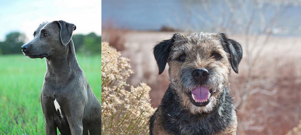Border Terrier vs Blue Lacy - Breed Comparison