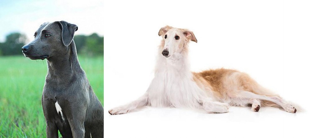 Borzoi vs Blue Lacy - Breed Comparison