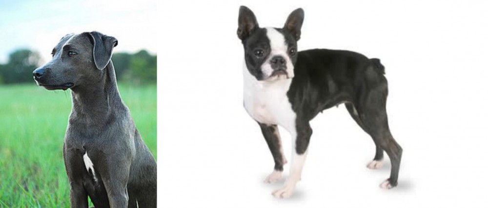 Boston Terrier vs Blue Lacy - Breed Comparison