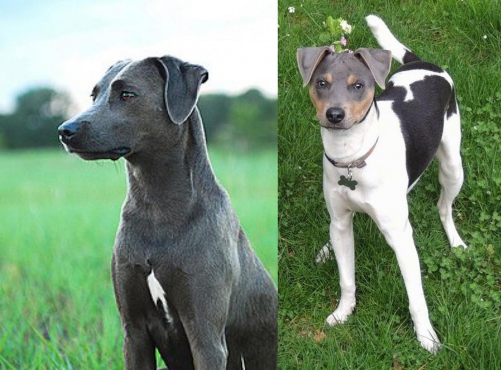 Brazilian Terrier vs Blue Lacy - Breed Comparison