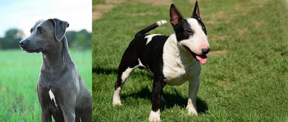 Bull Terrier Miniature vs Blue Lacy - Breed Comparison