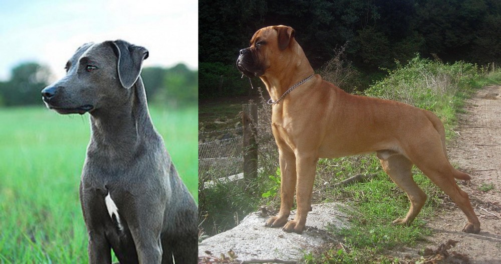 Bullmastiff vs Blue Lacy - Breed Comparison