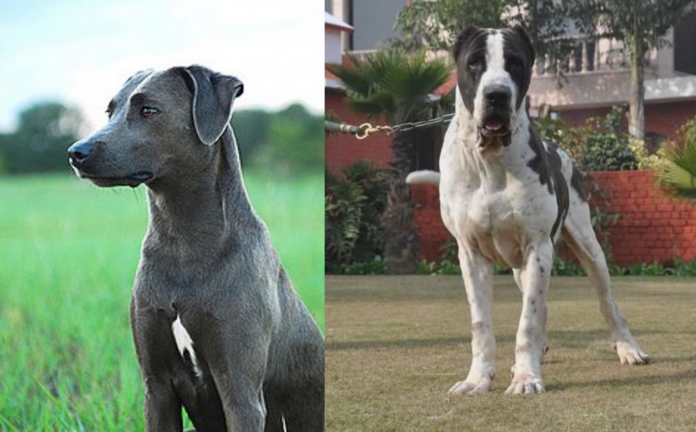 Bully Kutta vs Blue Lacy - Breed Comparison