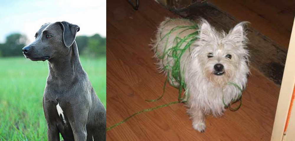 Cairland Terrier vs Blue Lacy - Breed Comparison