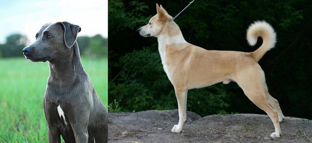 Canaan Dog vs Blue Lacy - Breed Comparison