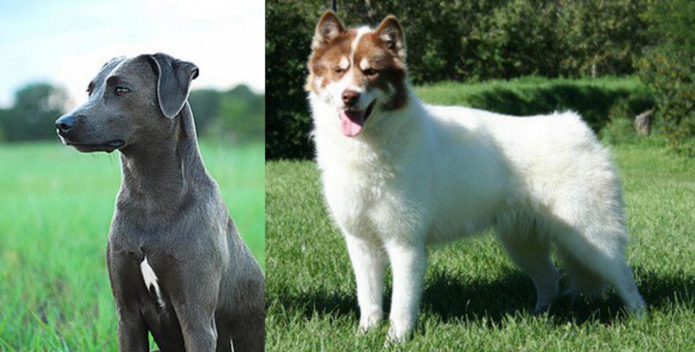 Canadian Eskimo Dog vs Blue Lacy - Breed Comparison