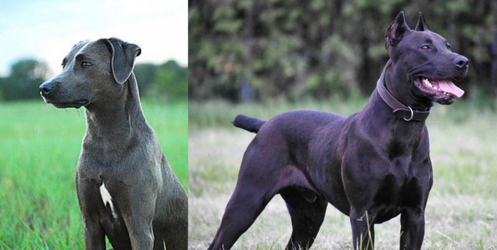 Canis Panther vs Blue Lacy - Breed Comparison