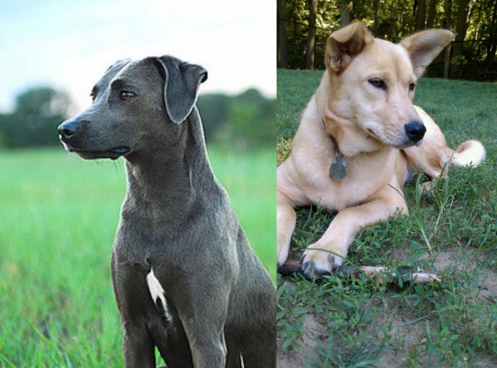 Carolina Dog vs Blue Lacy - Breed Comparison