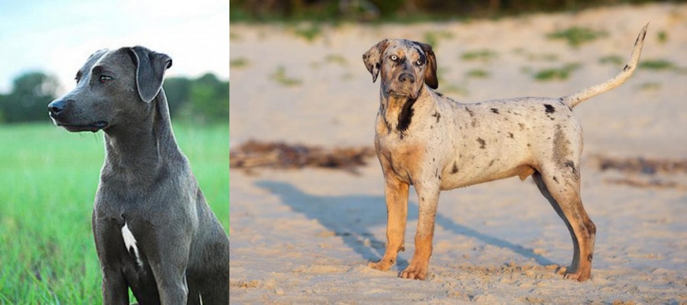 Catahoula Cur vs Blue Lacy - Breed Comparison