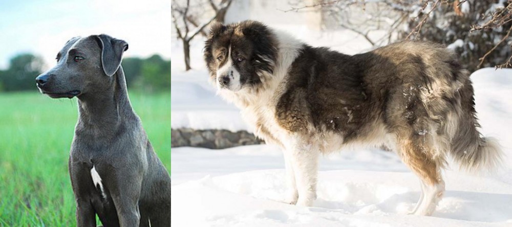 Caucasian Shepherd vs Blue Lacy - Breed Comparison