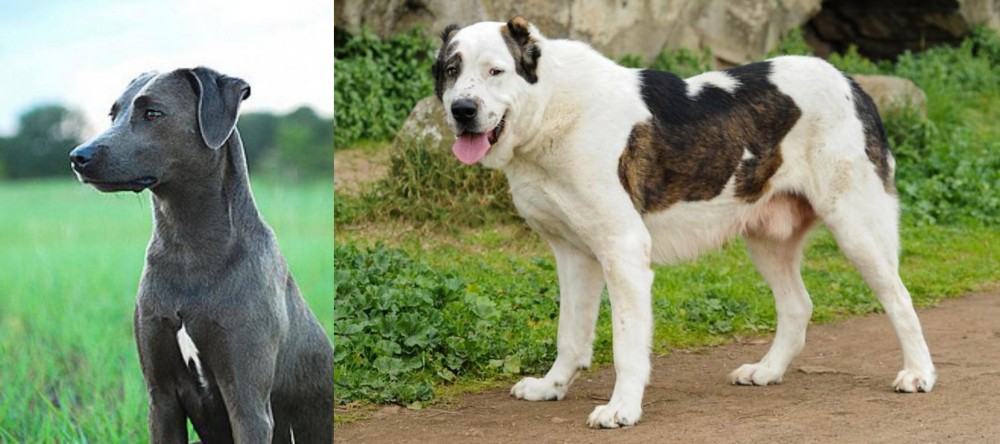 Central Asian Shepherd vs Blue Lacy - Breed Comparison