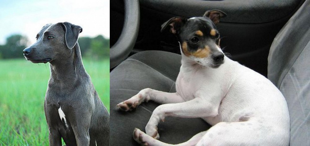Chilean Fox Terrier vs Blue Lacy - Breed Comparison
