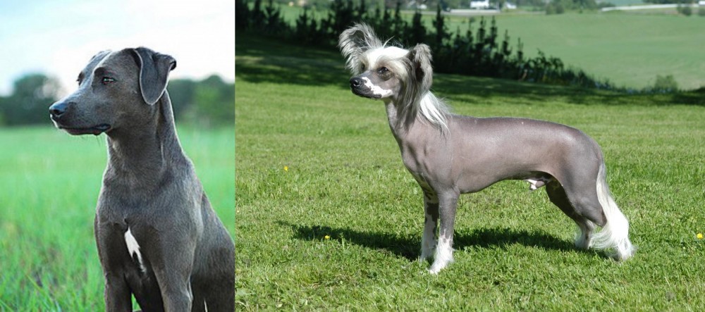 Chinese Crested Dog vs Blue Lacy - Breed Comparison