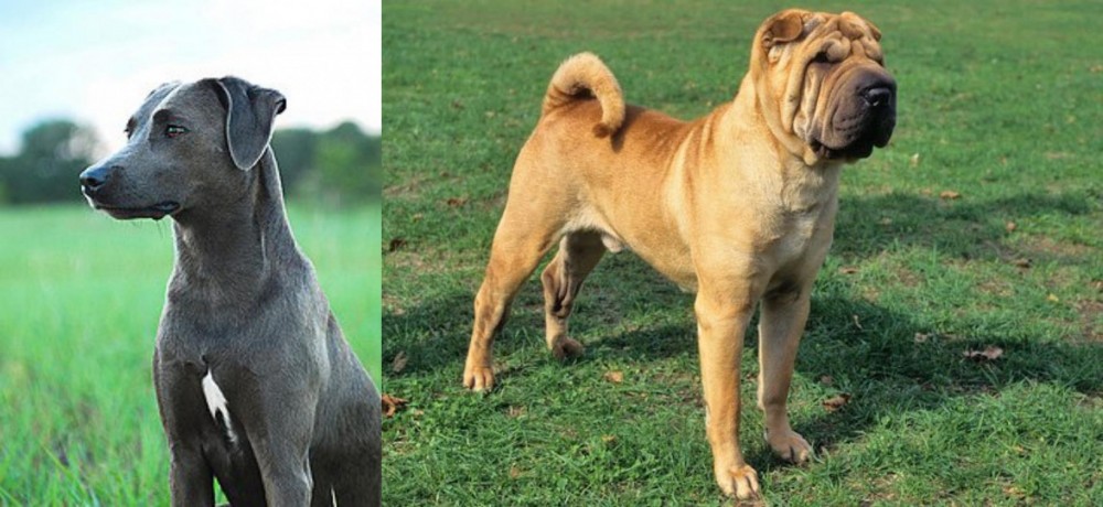 Chinese Shar Pei vs Blue Lacy - Breed Comparison