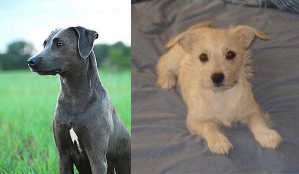Chipoo vs Blue Lacy - Breed Comparison