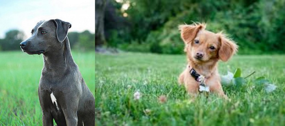 Chiweenie vs Blue Lacy - Breed Comparison