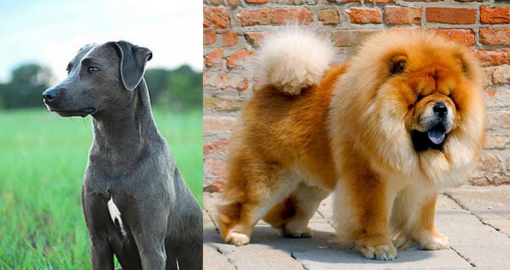 Chow Chow vs Blue Lacy - Breed Comparison