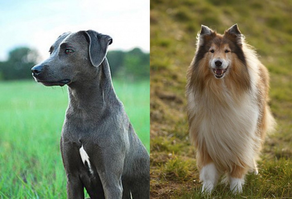 Collie vs Blue Lacy - Breed Comparison