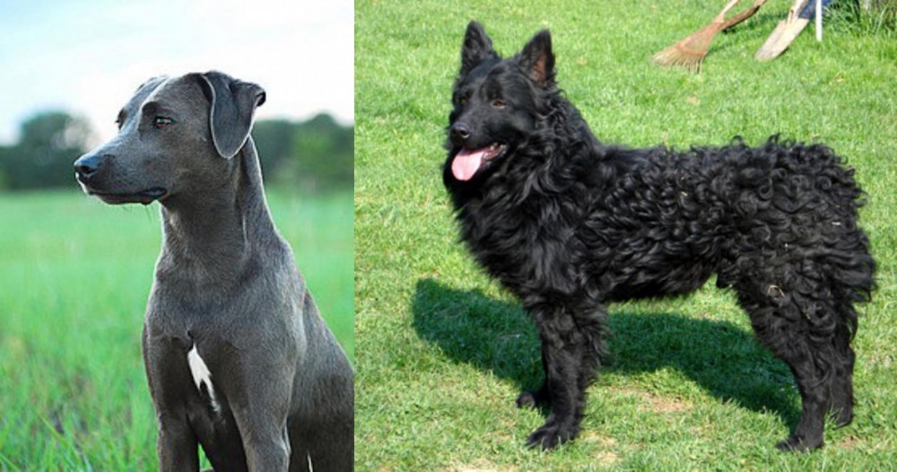 Croatian Sheepdog vs Blue Lacy - Breed Comparison